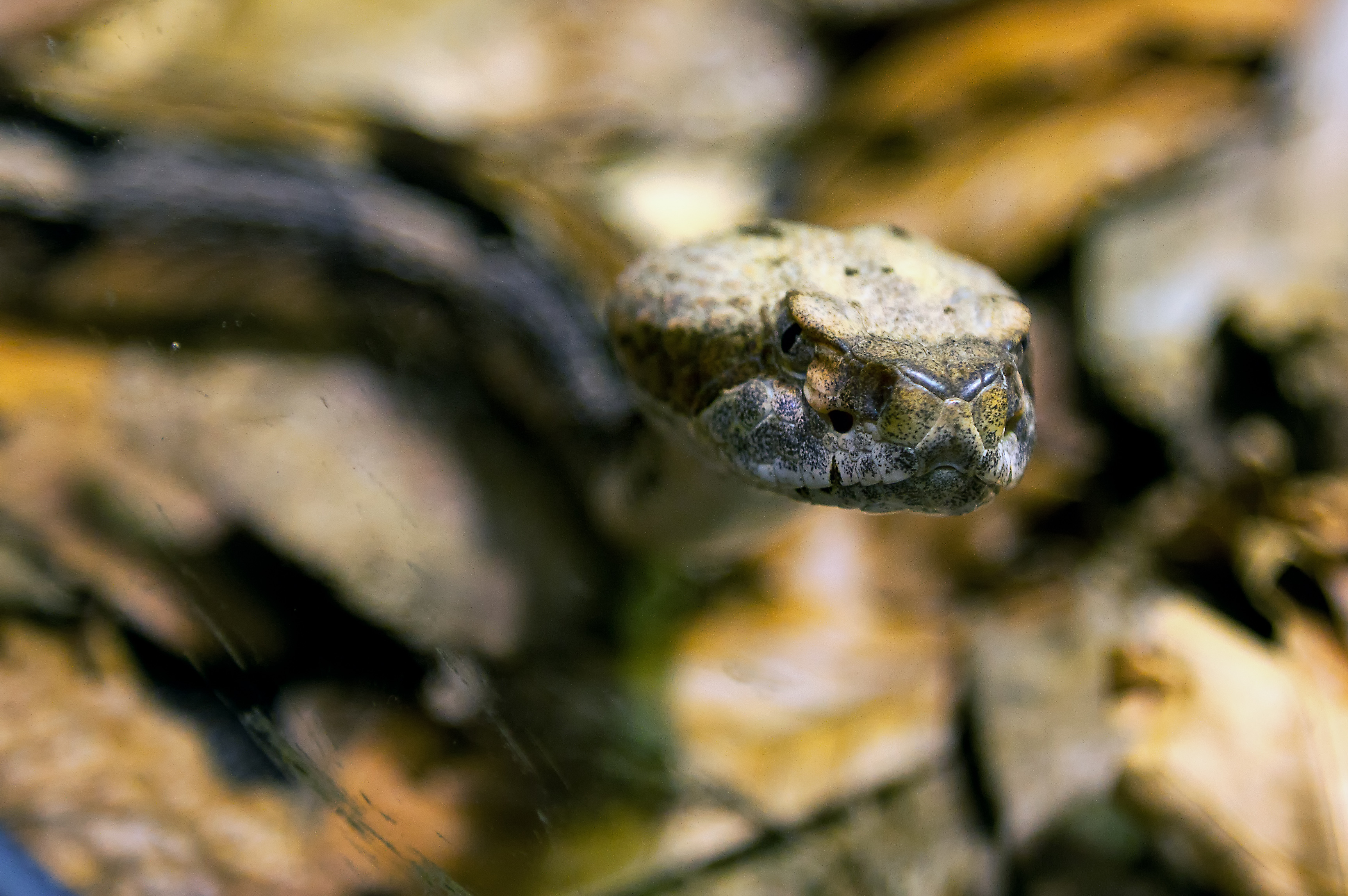 cabeza de serpiente