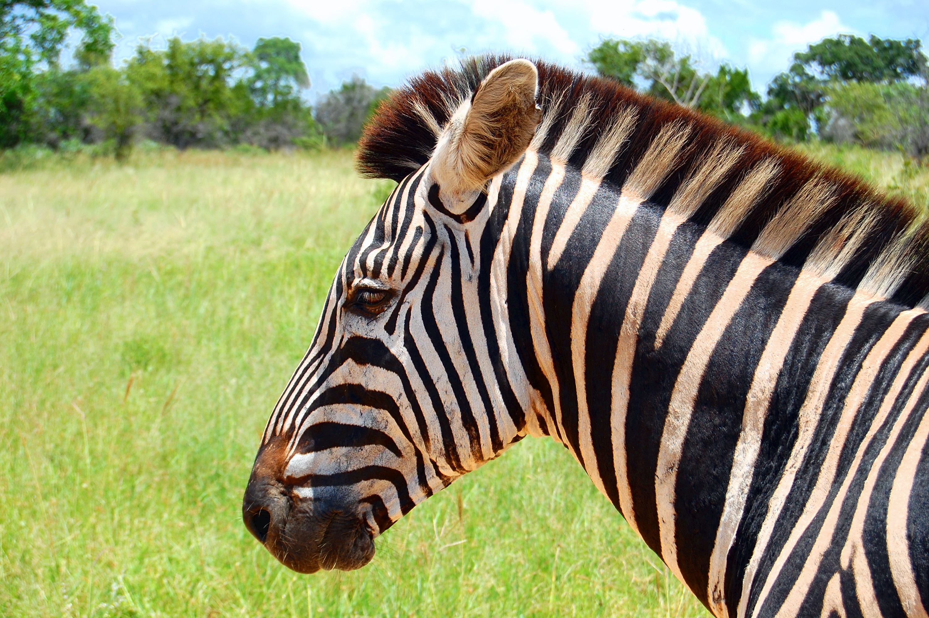 cabeza de zebra