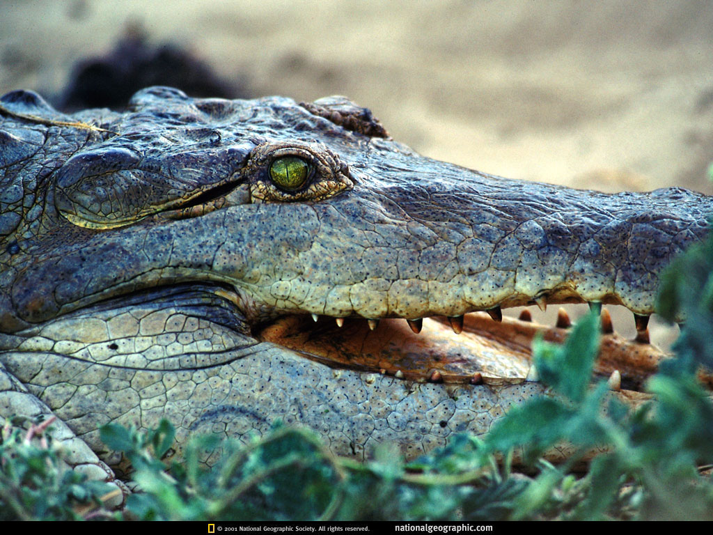 Caiman