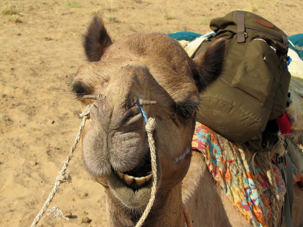 Camello cargado