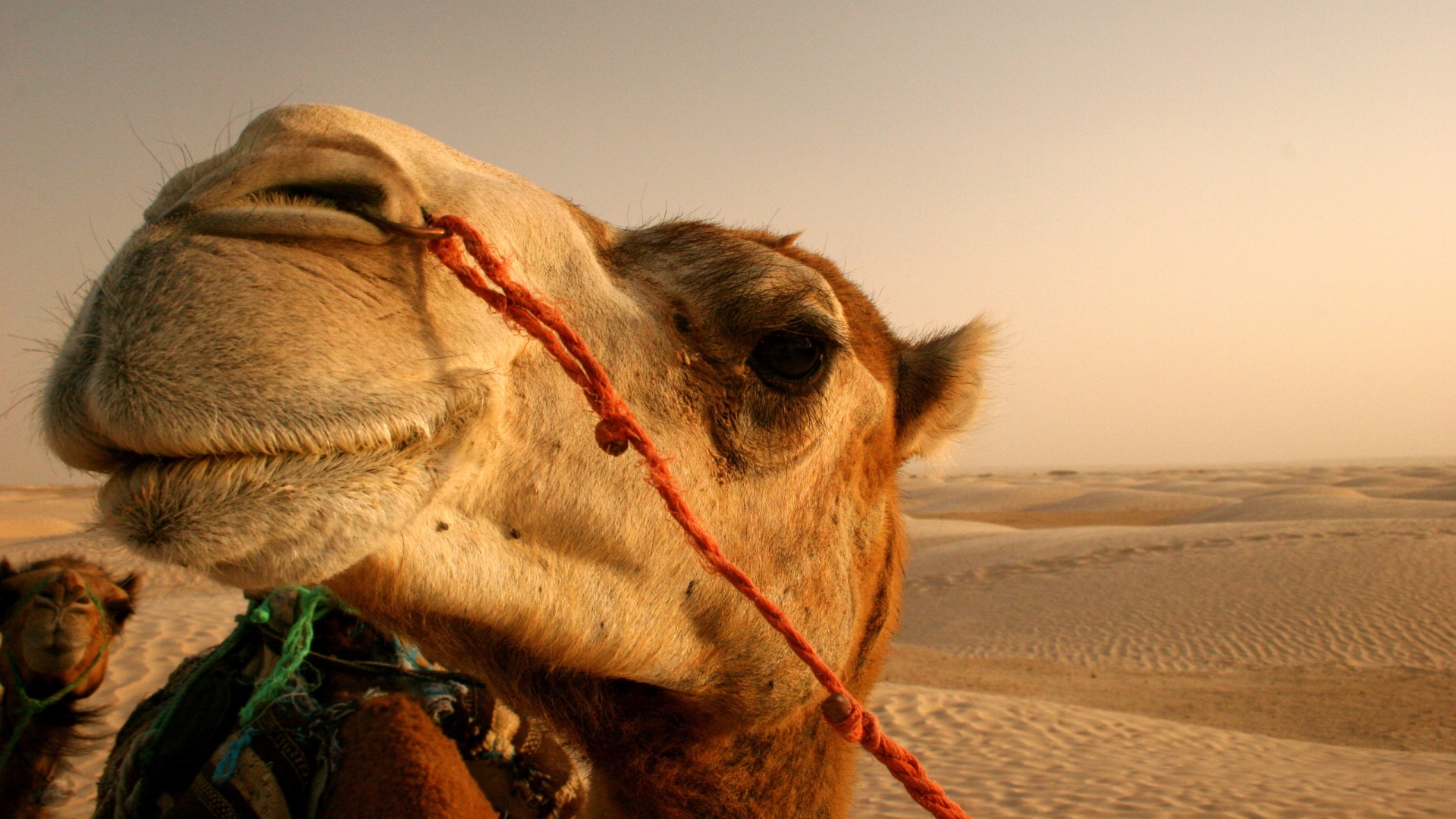 Camello en el desierto