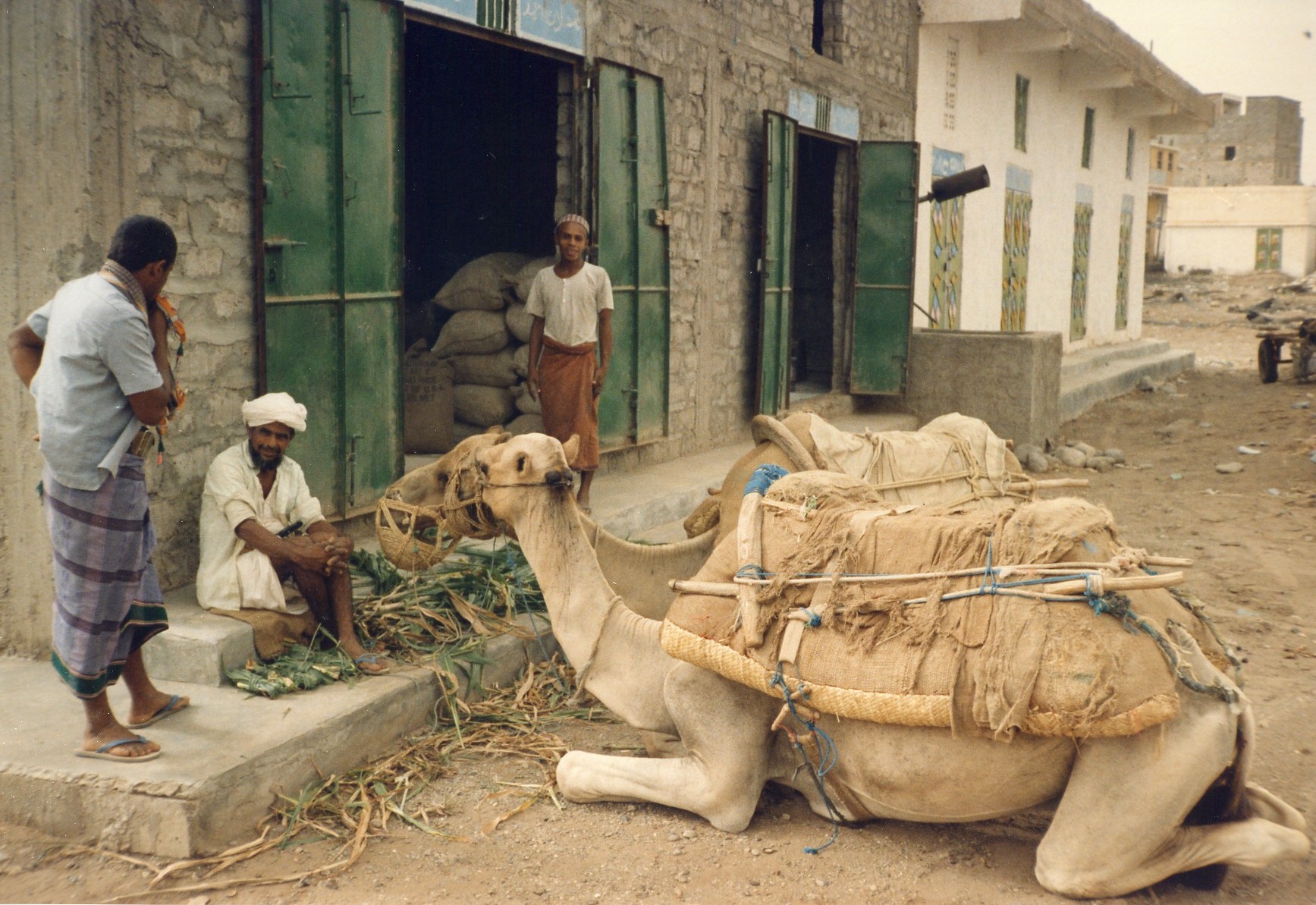 camellos comiendo
