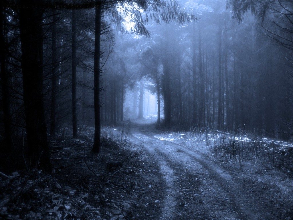 Camino de bosque