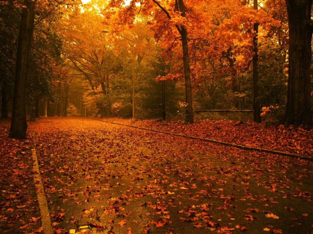Camino en otoño