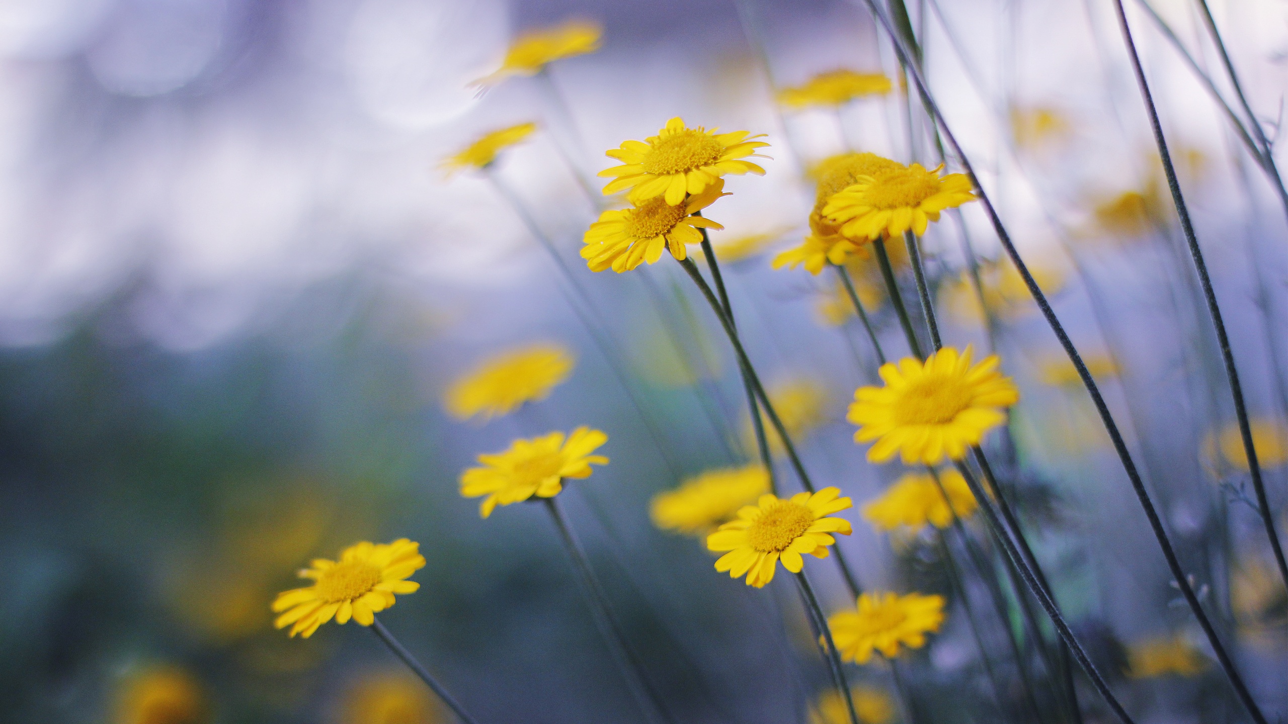 Camomille flowers