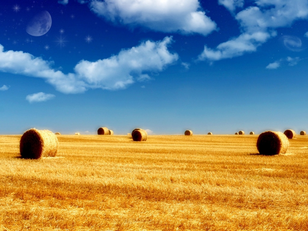 Campo de trigo en verano