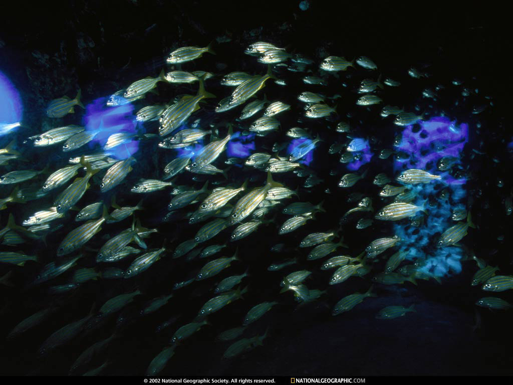 Cardumen de peces
