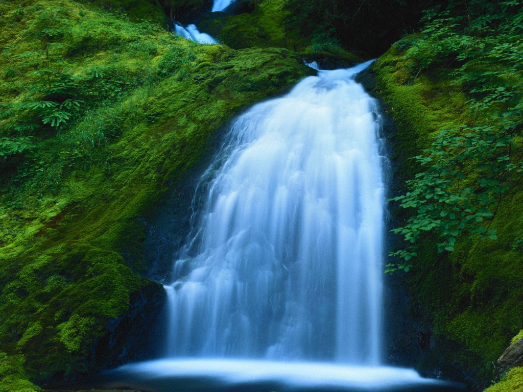Catarata en bosque
