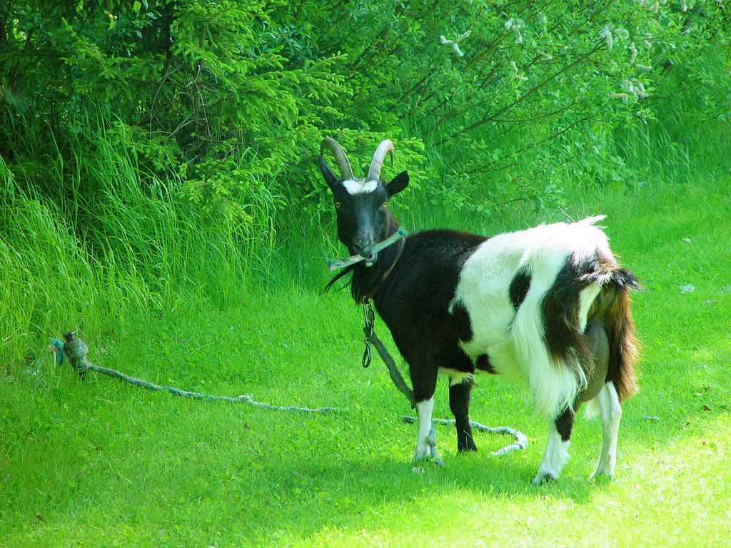chivo solito