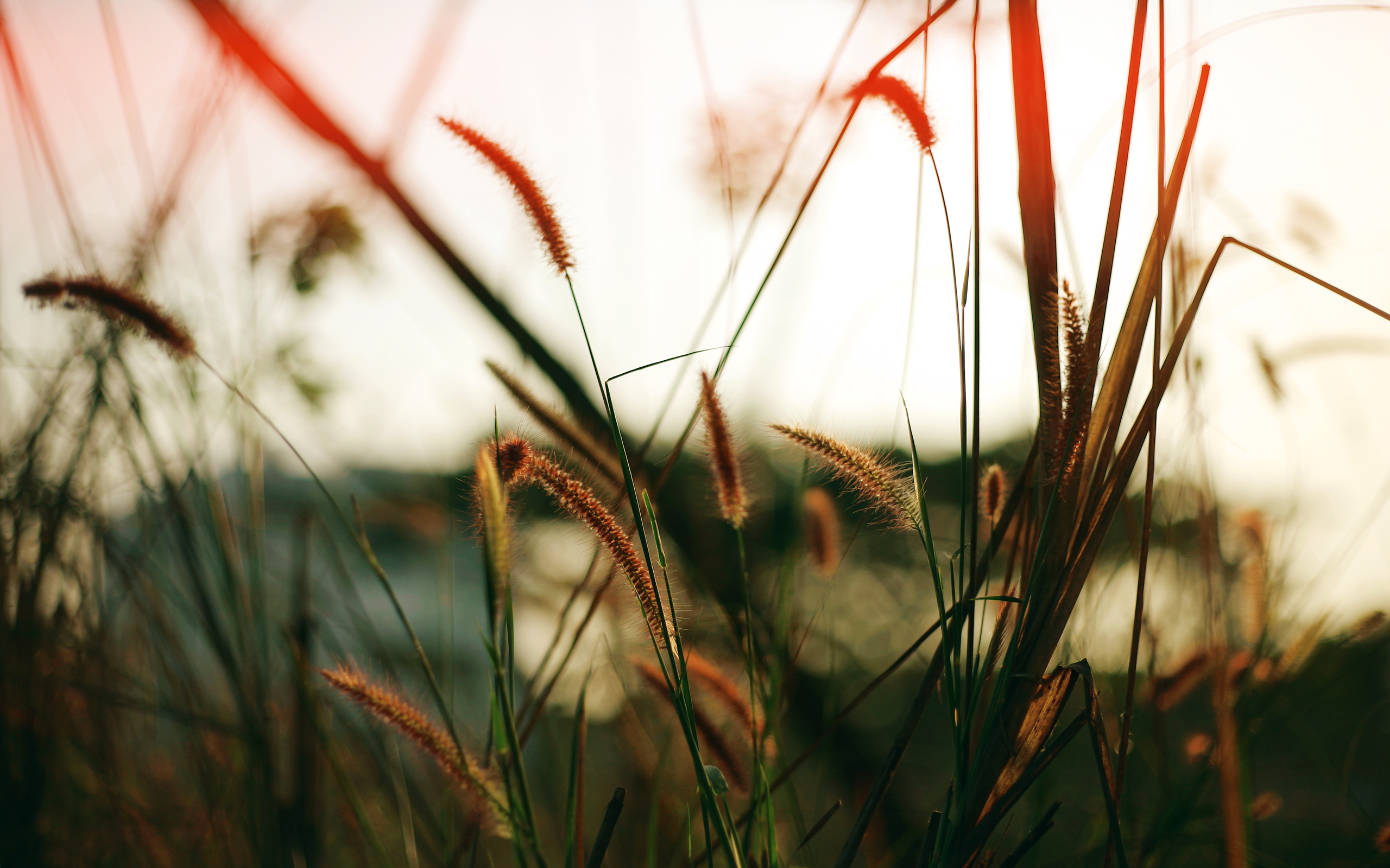 Close fields