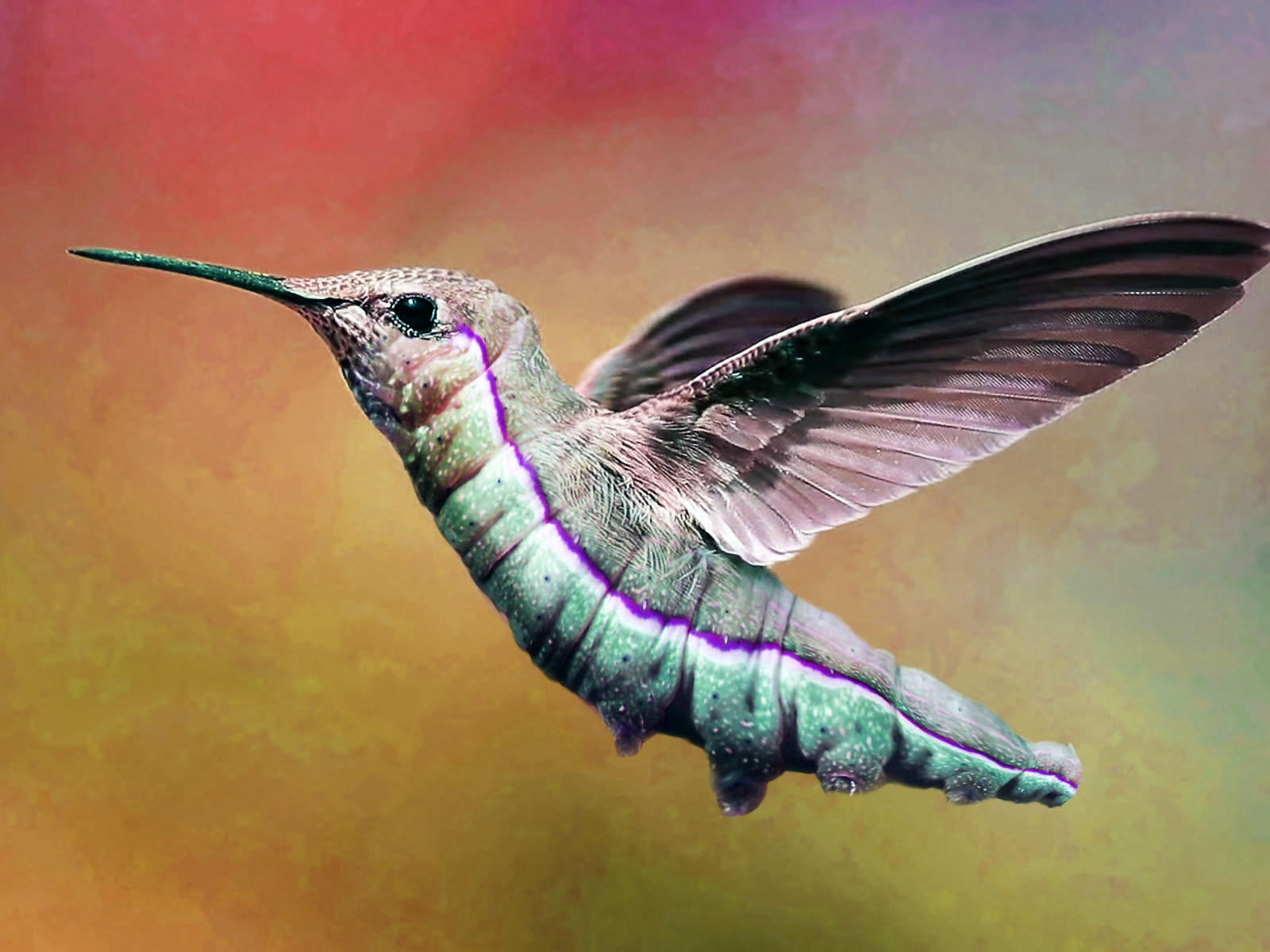 colibri volando