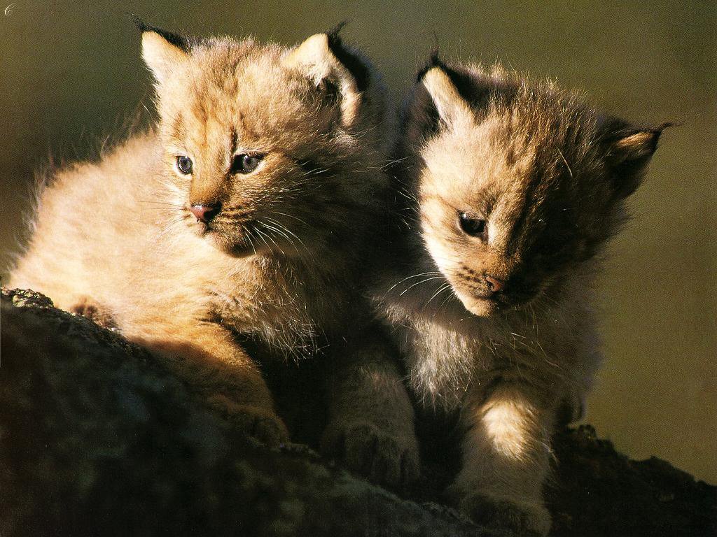 Lince Cachorros: Fondo de Pantalla 4K de Alta Calidad