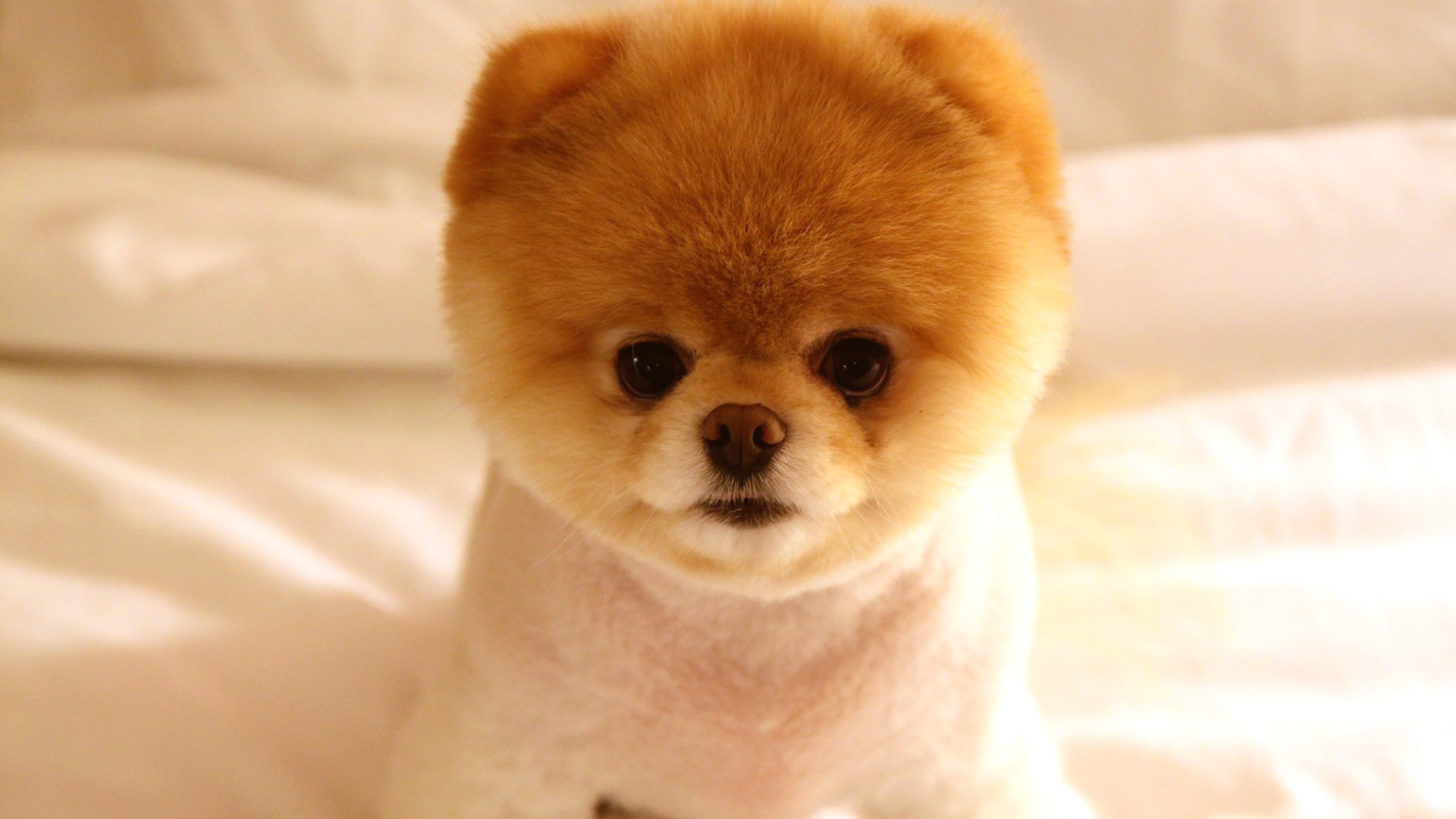 Cute dog boo