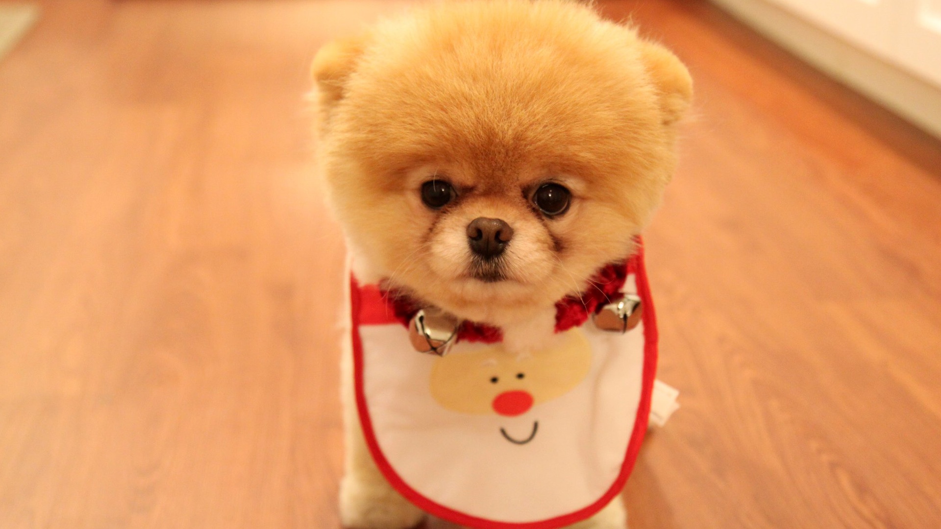 Cute dog christmas