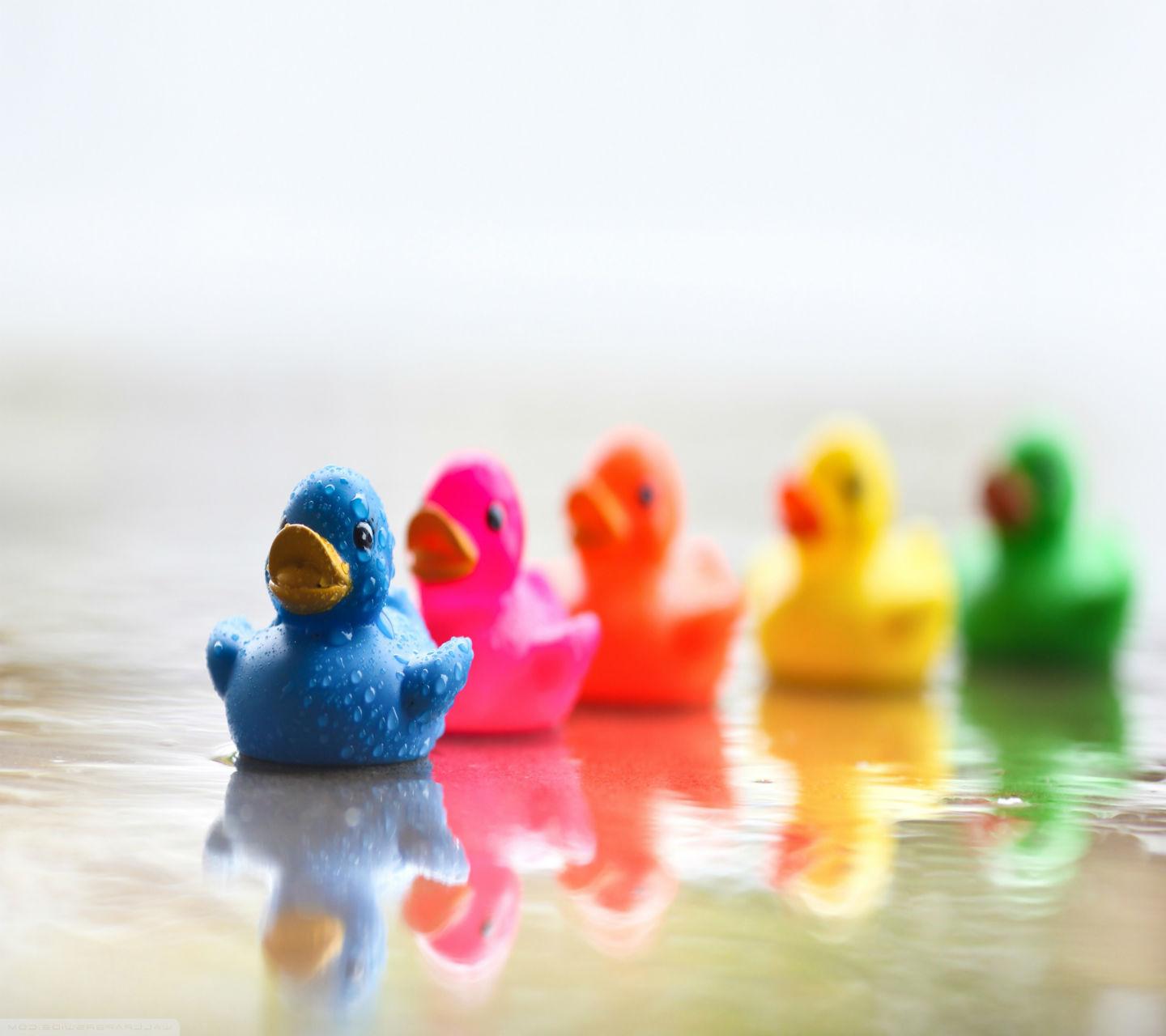Cute Ducklings HD
