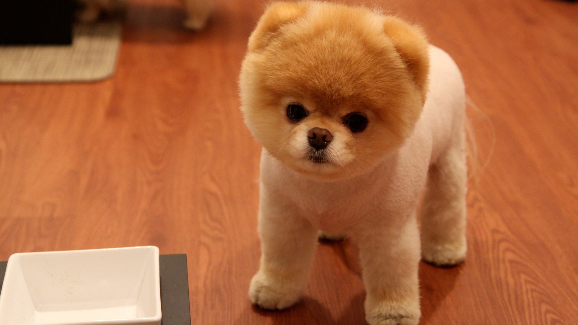Cute pomeranian dog