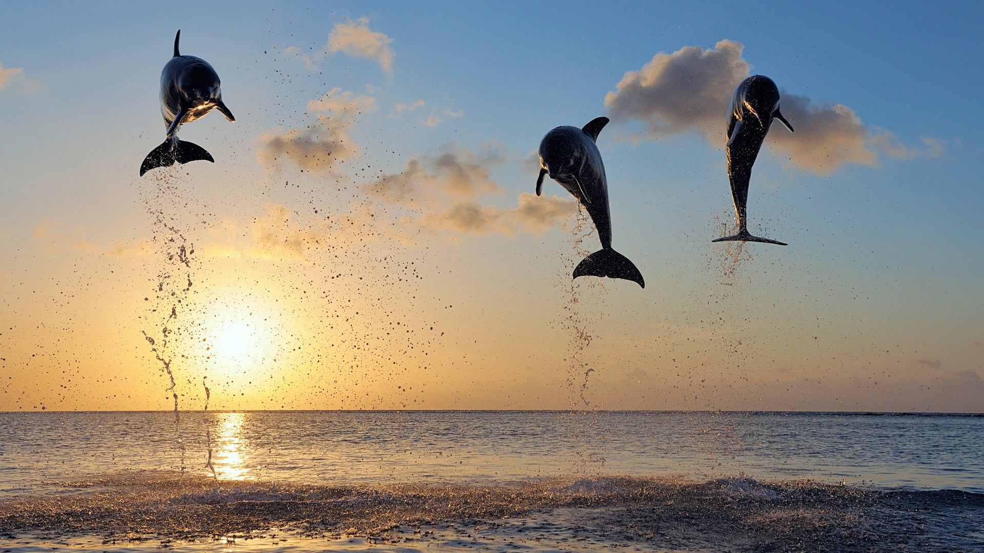 Dolphins in bay islands