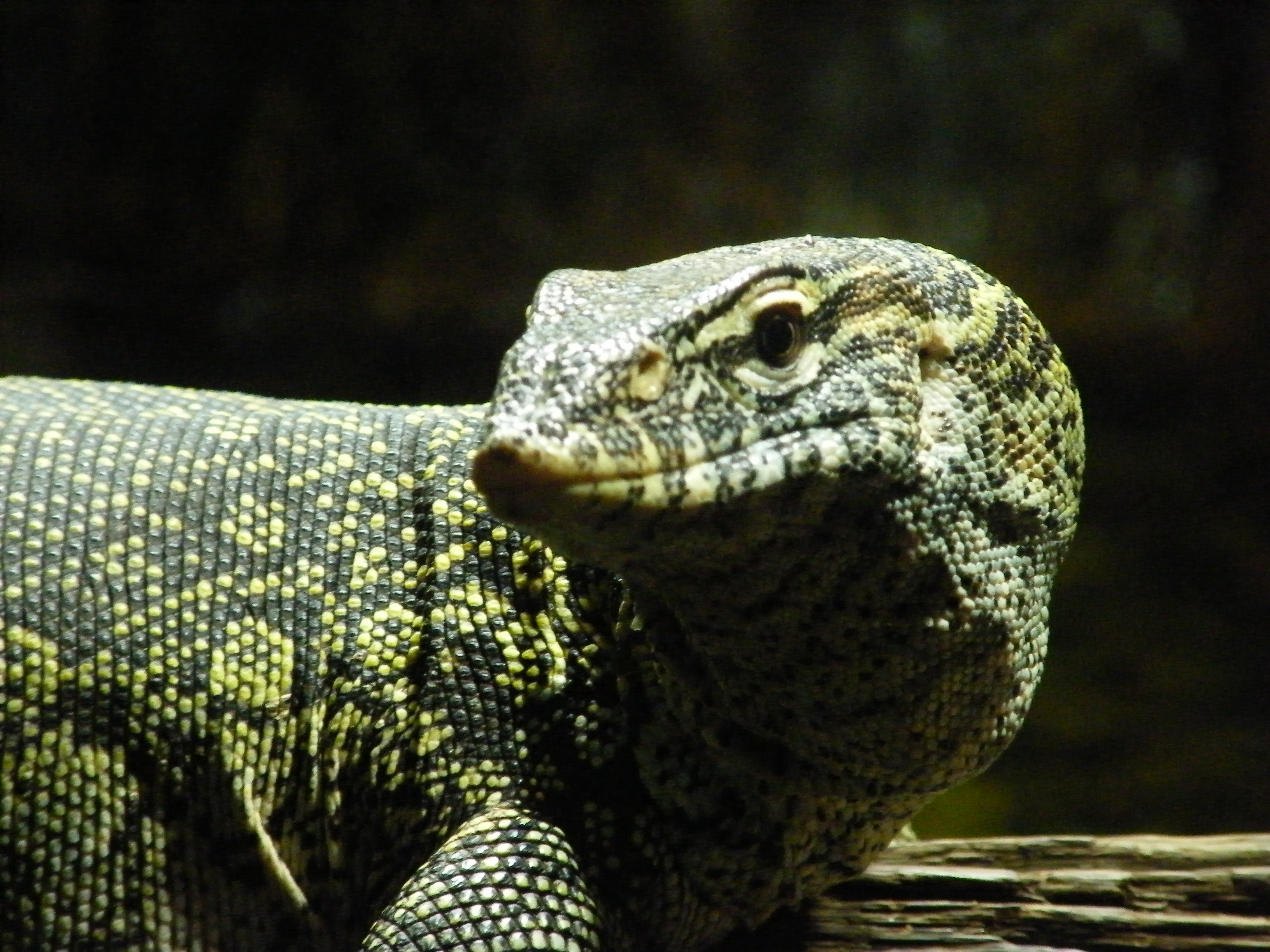 Dragon de comodo