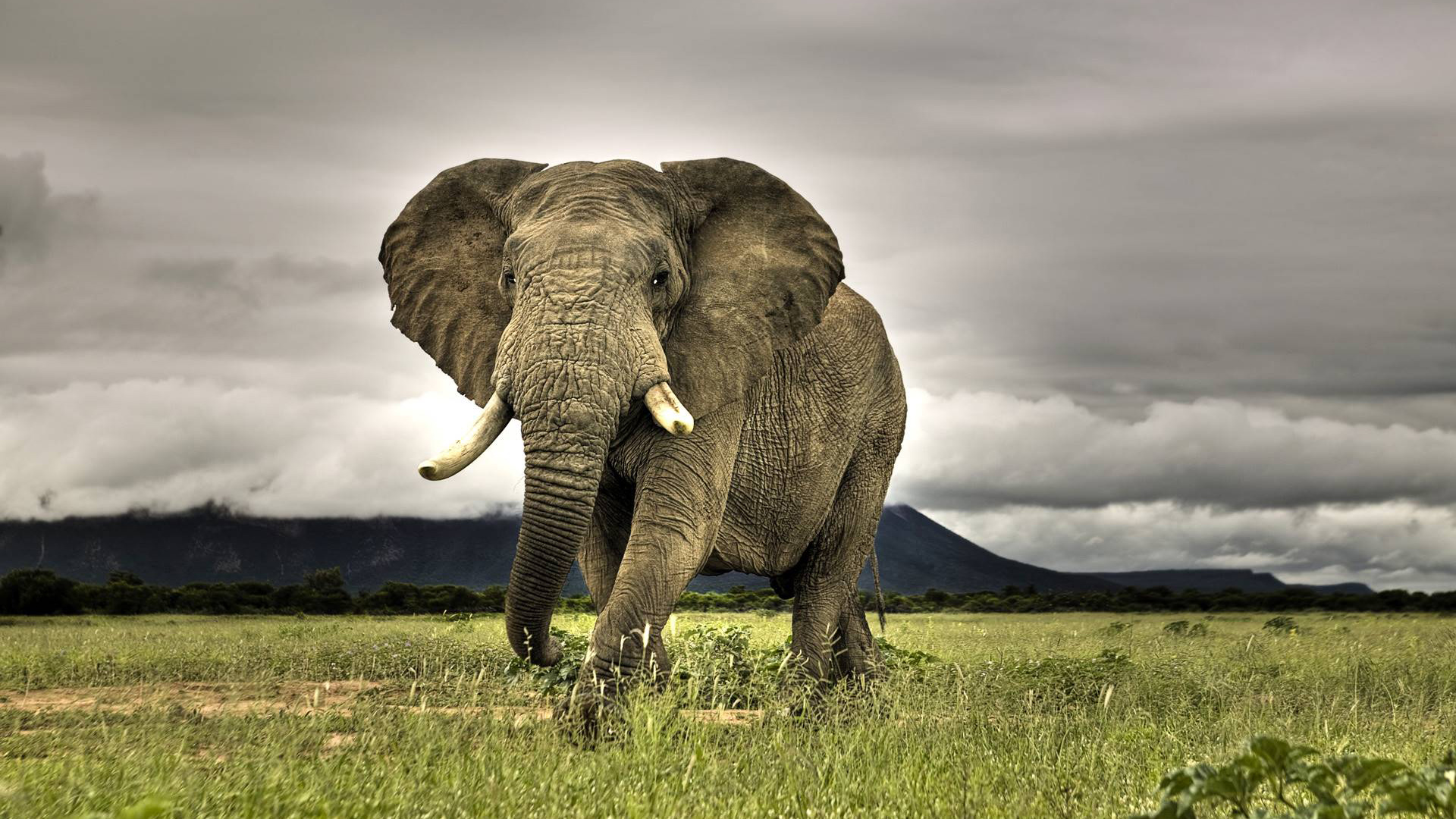 Elefante africano en la pradera