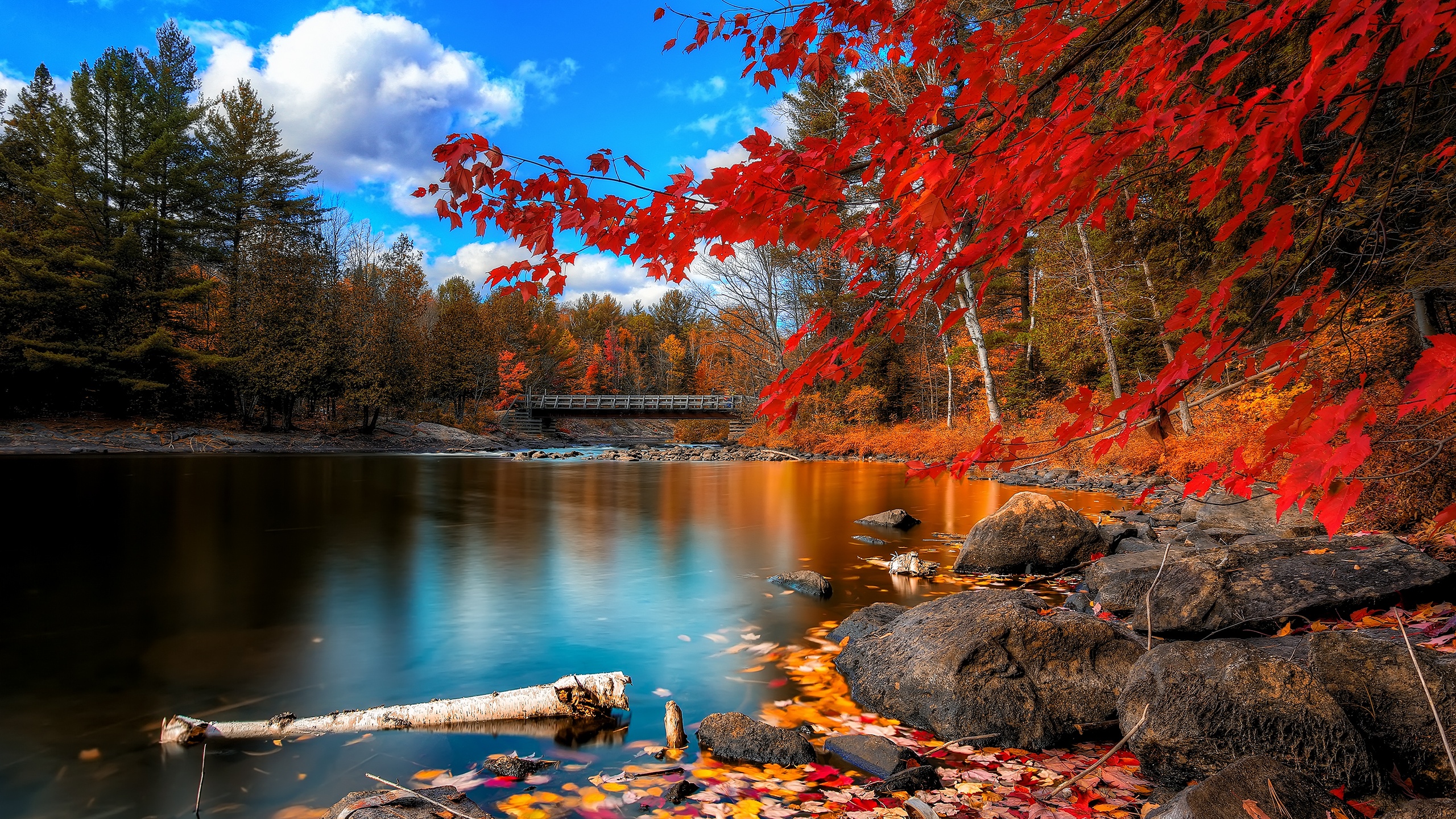 Fall foliage