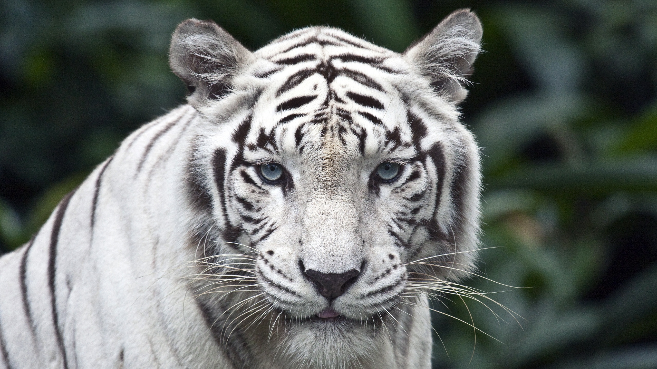 Female while tiger 1