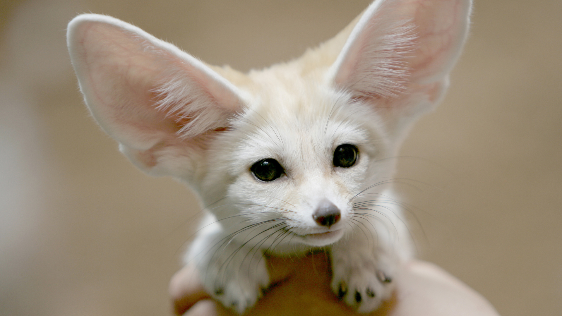 Fennec fox animal wallpaper
