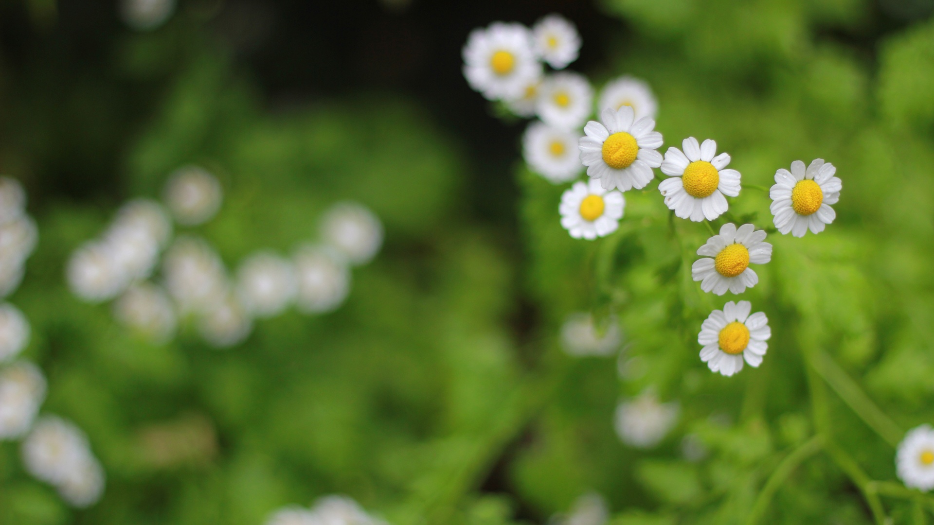 Floral flowers