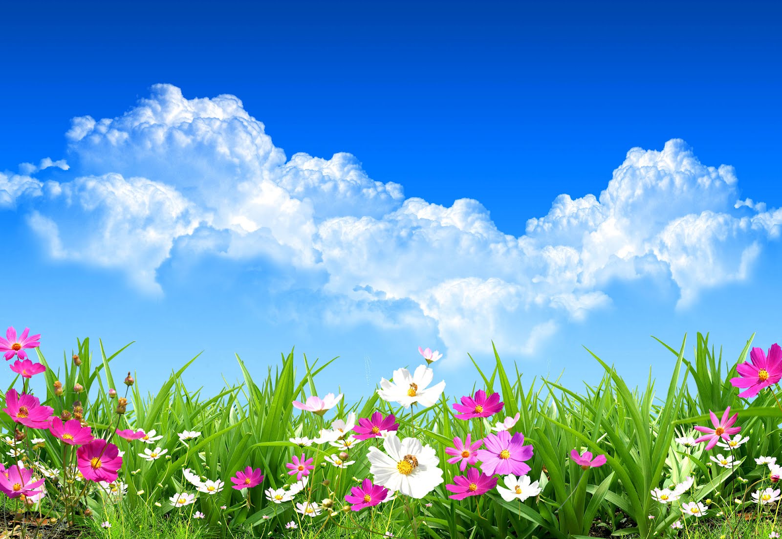 Flores en primavera