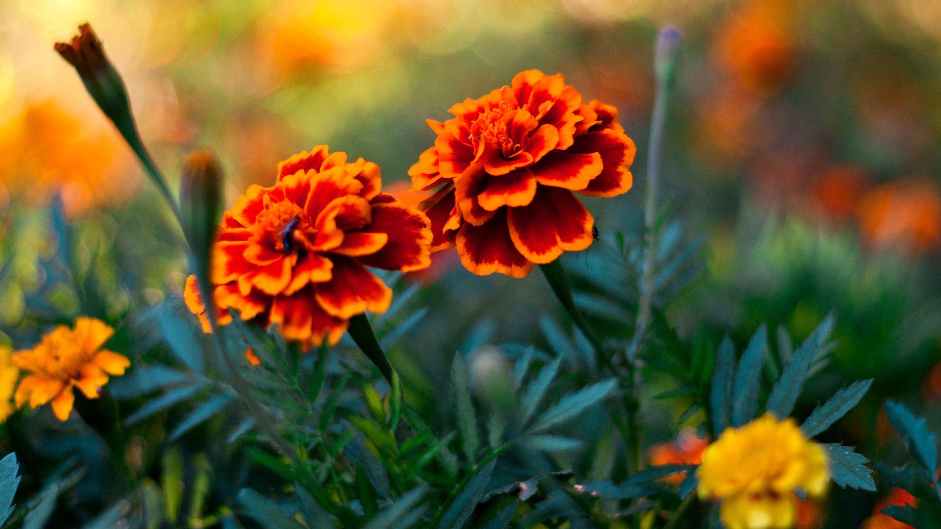 Flower pair