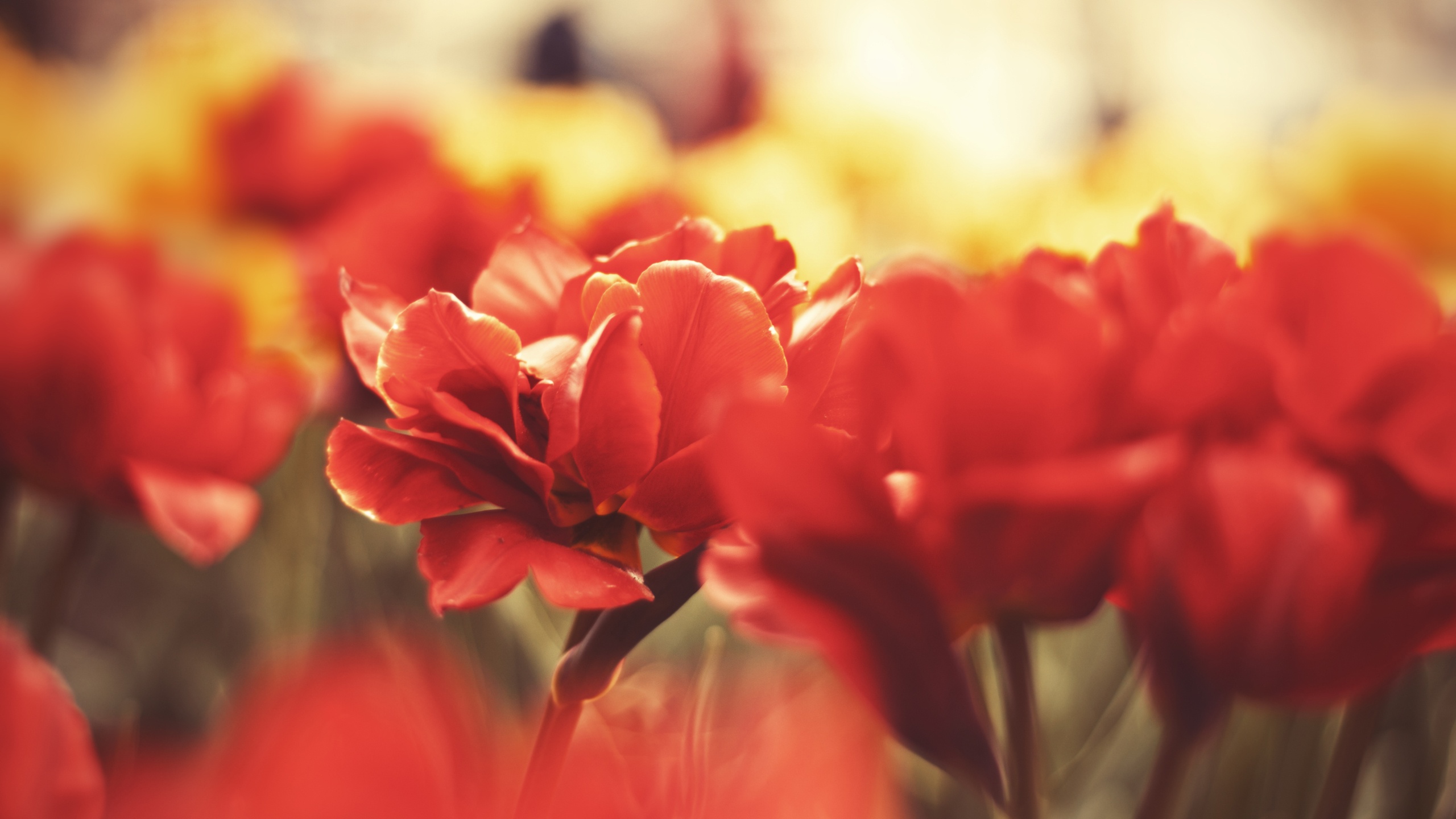 Flowers macro