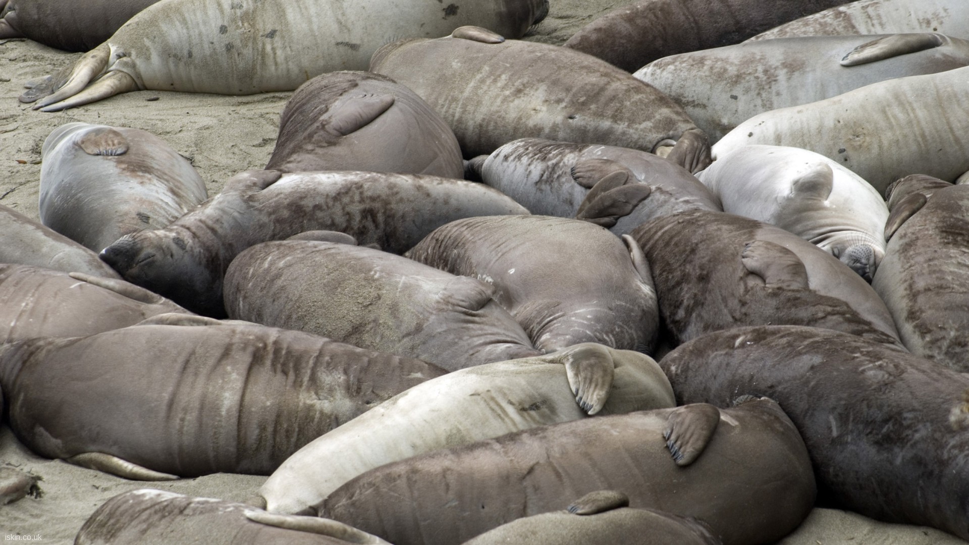 focas descansando