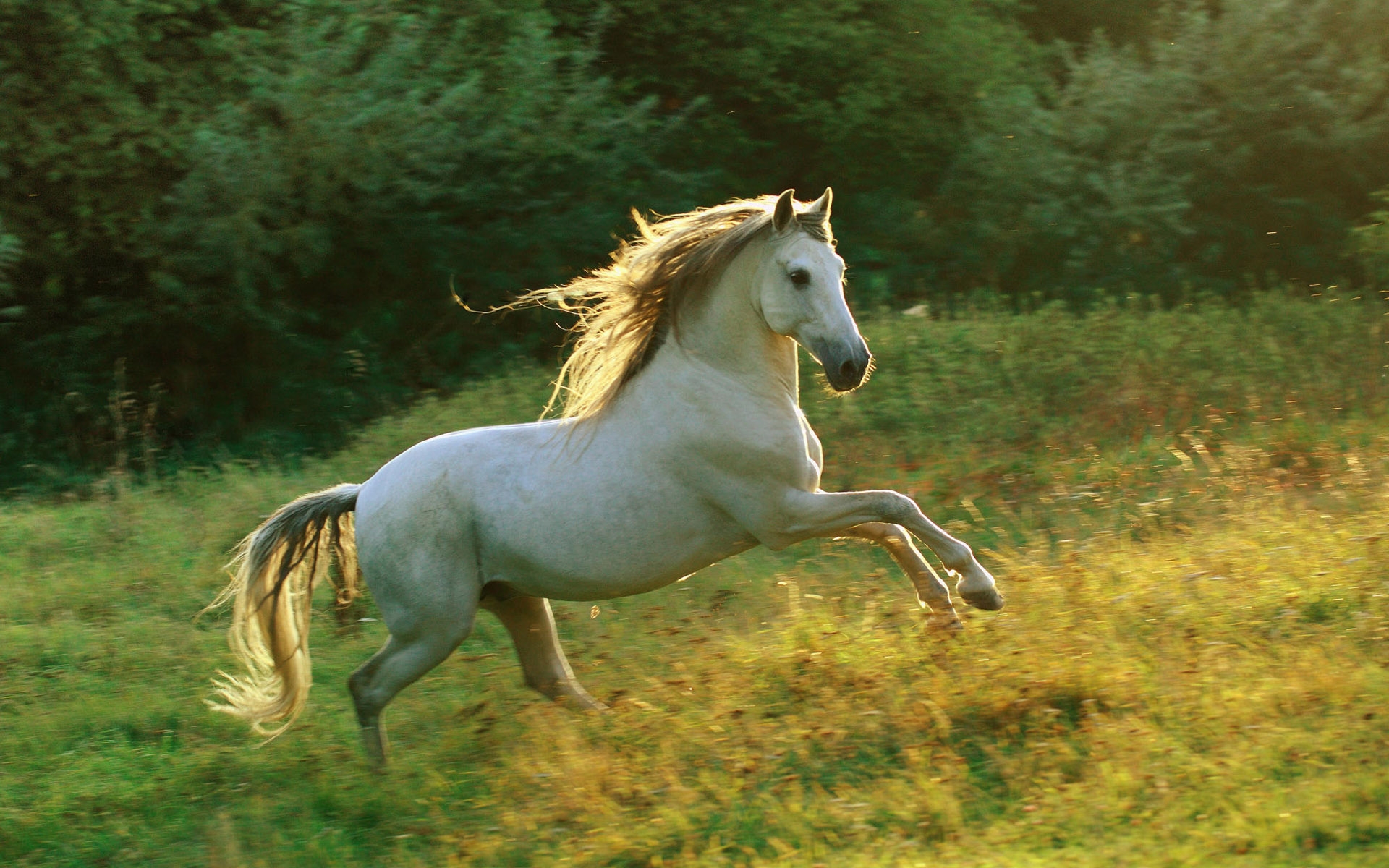 Fondo de caballo corriendo