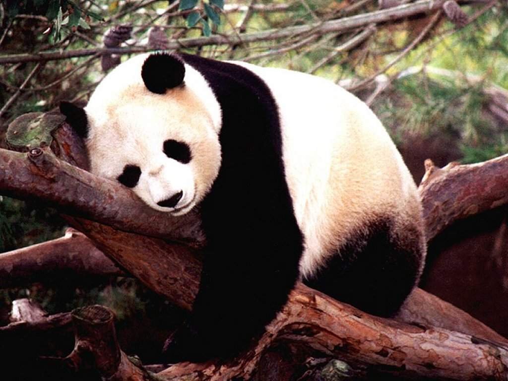 Fondo de Oso Durmiendo