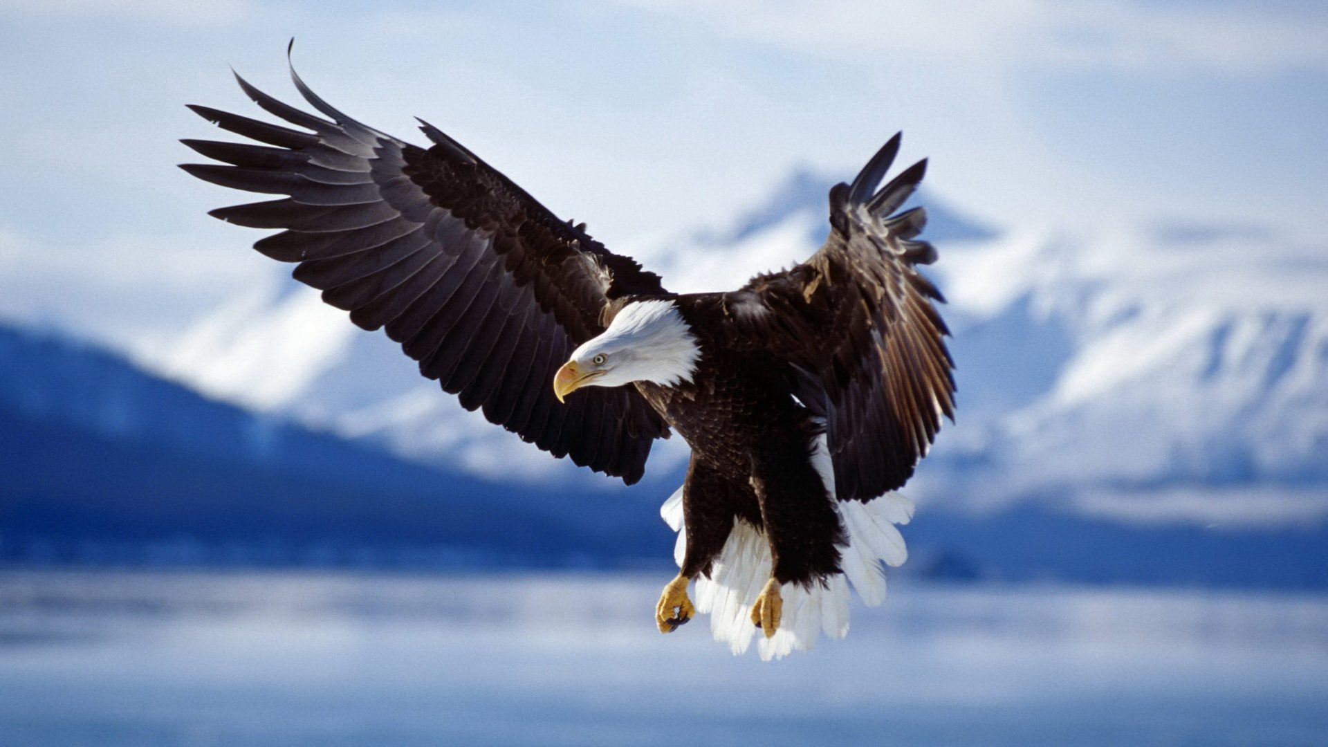 Fondo de pantalla aguila aterrizando
