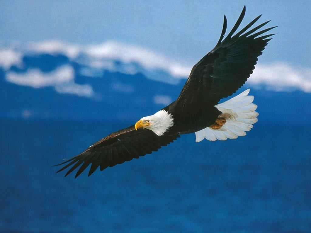 Fondo de pantalla aguila volando