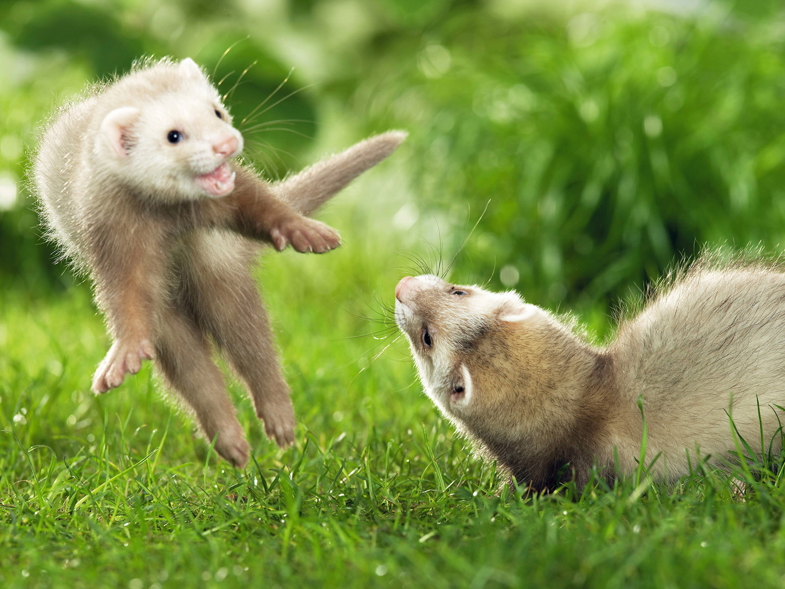 Fondo de pantalla animalitos jugando