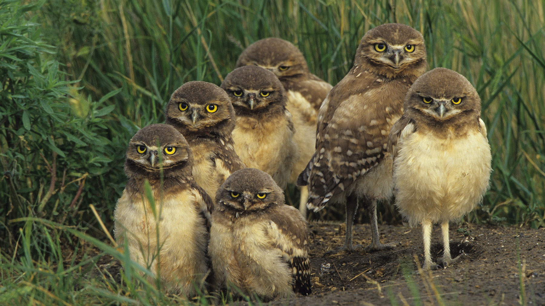 Fondo de pantalla aves graciosas
