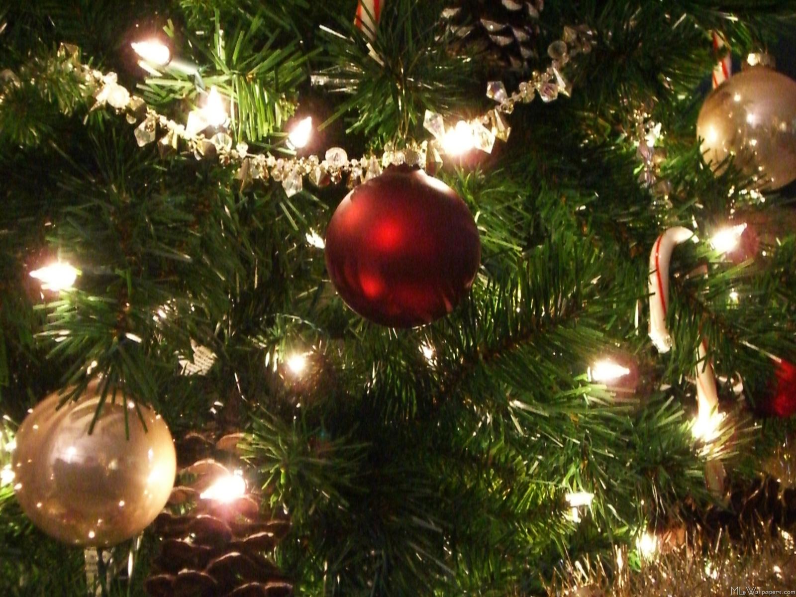 Fondo de pantalla bola roja en arbol