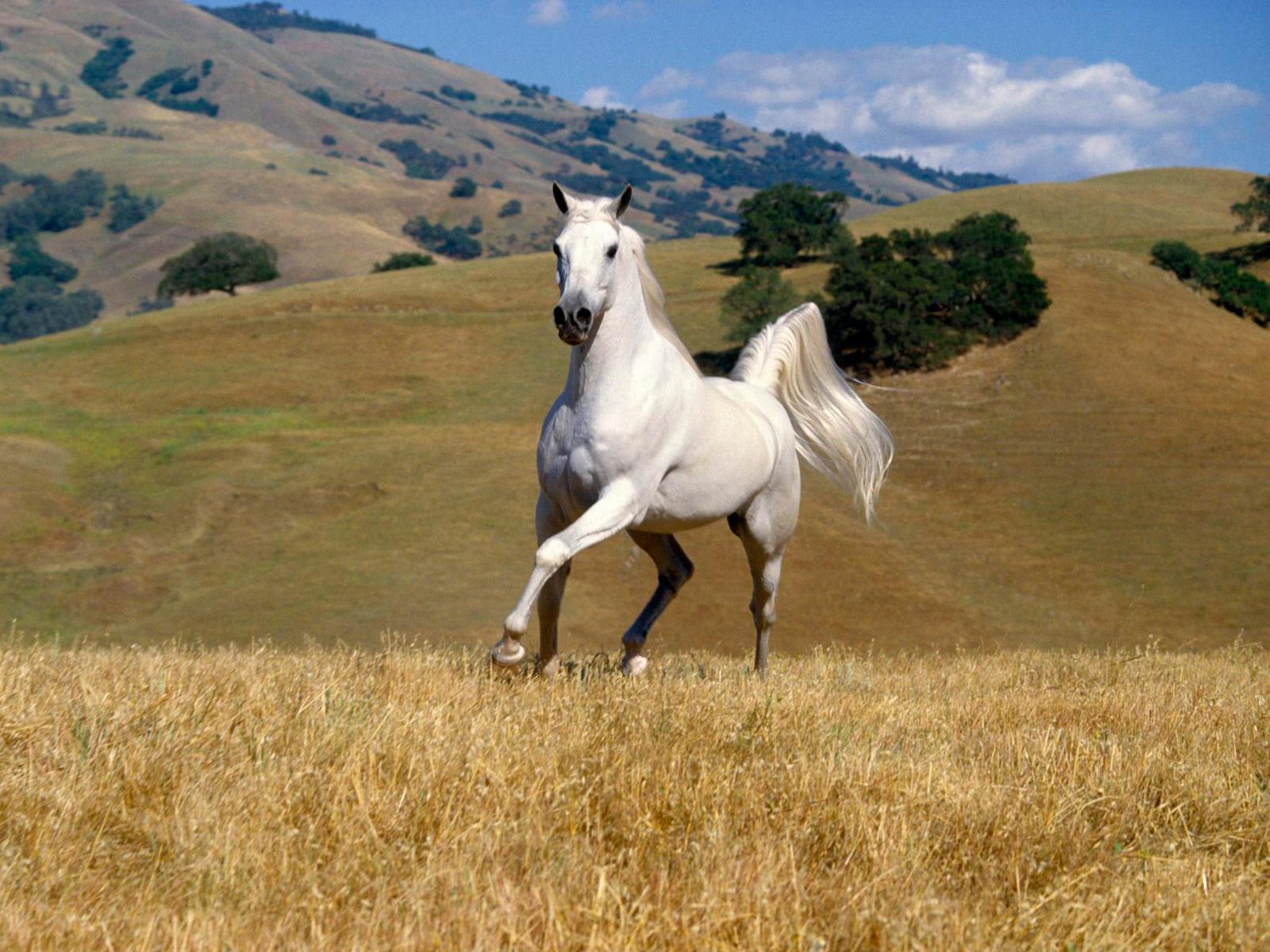 Fondo de pantalla caballo blanco corriendo