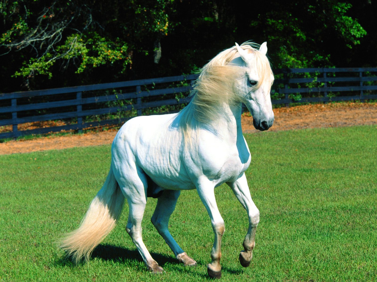 Fondo de pantalla caballo blanco en potrero