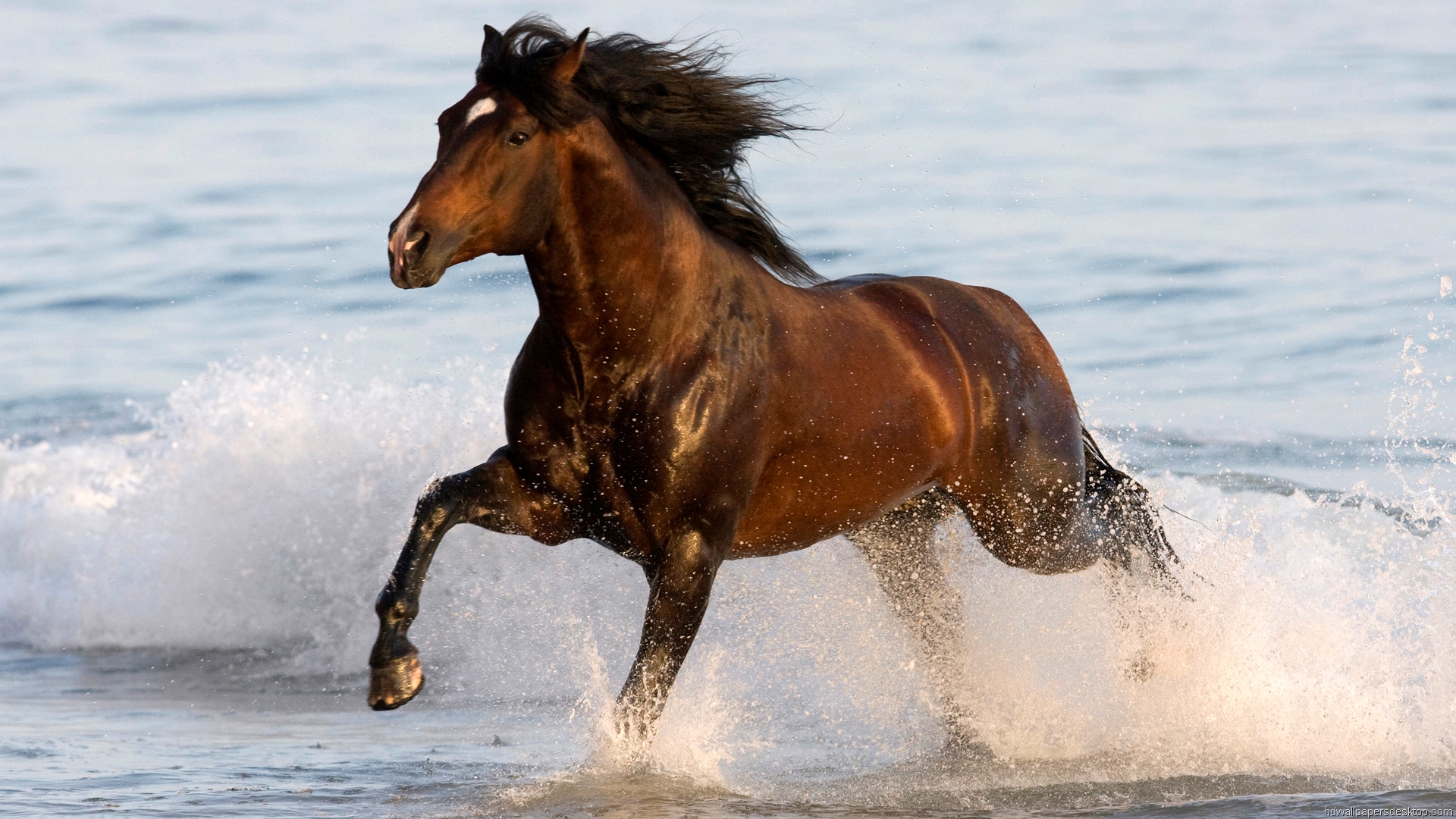 Fondo de pantalla caballo en el mar