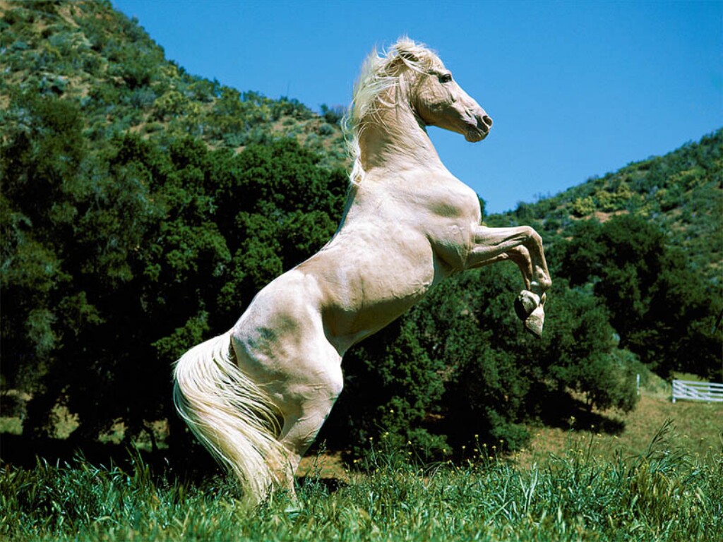 Fondo de pantalla caballo relinchando
