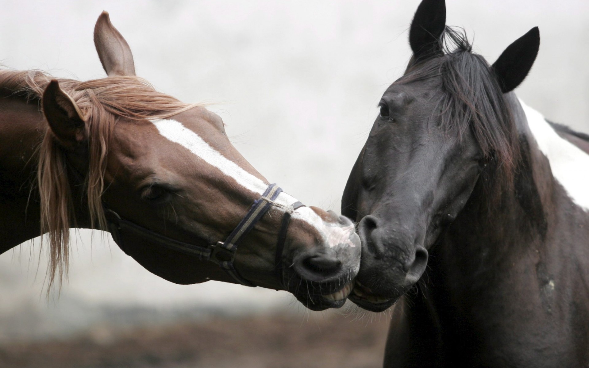 Fondo de pantalla caballos besandose