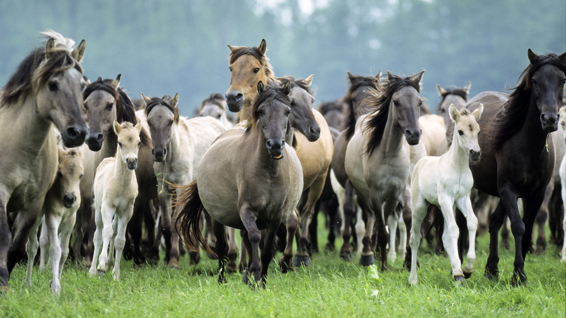 Fondo de pantalla caballos corriendo