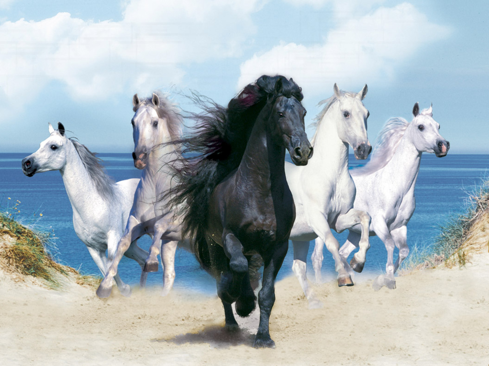 Fondo de pantalla caballos corriendo cerca de la playa
