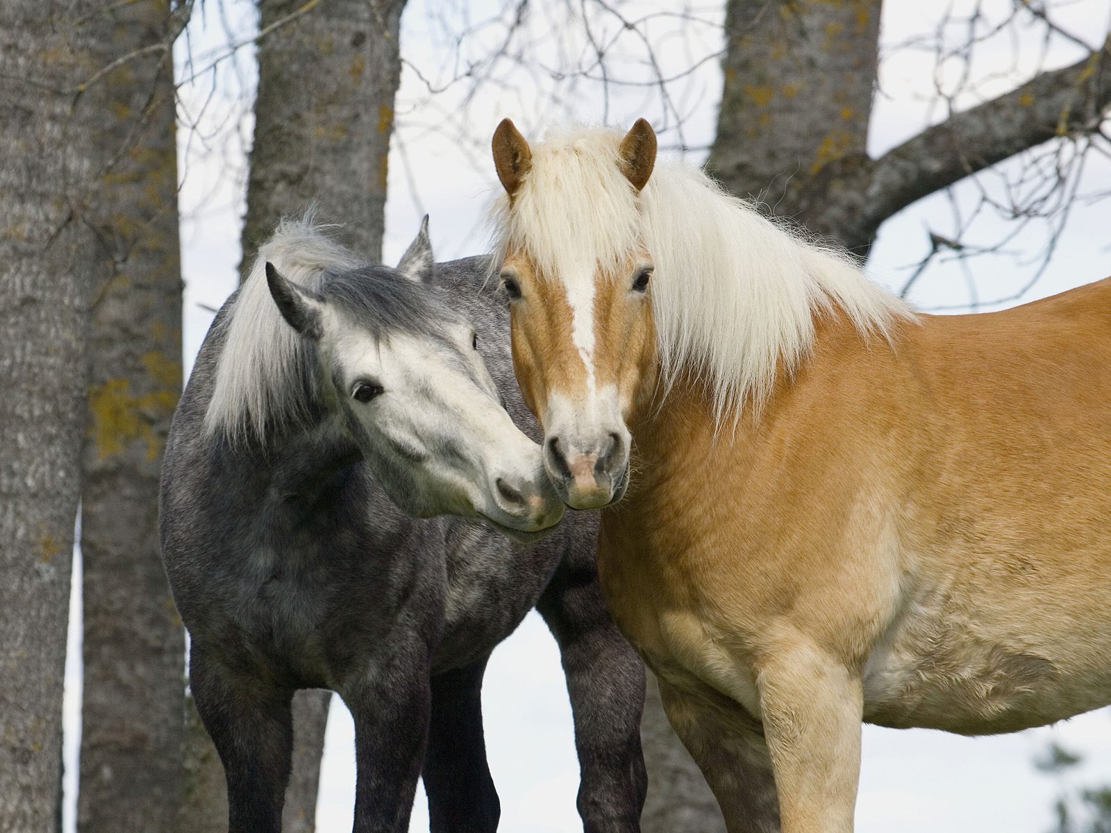 Fondo de pantalla caballos enamorados