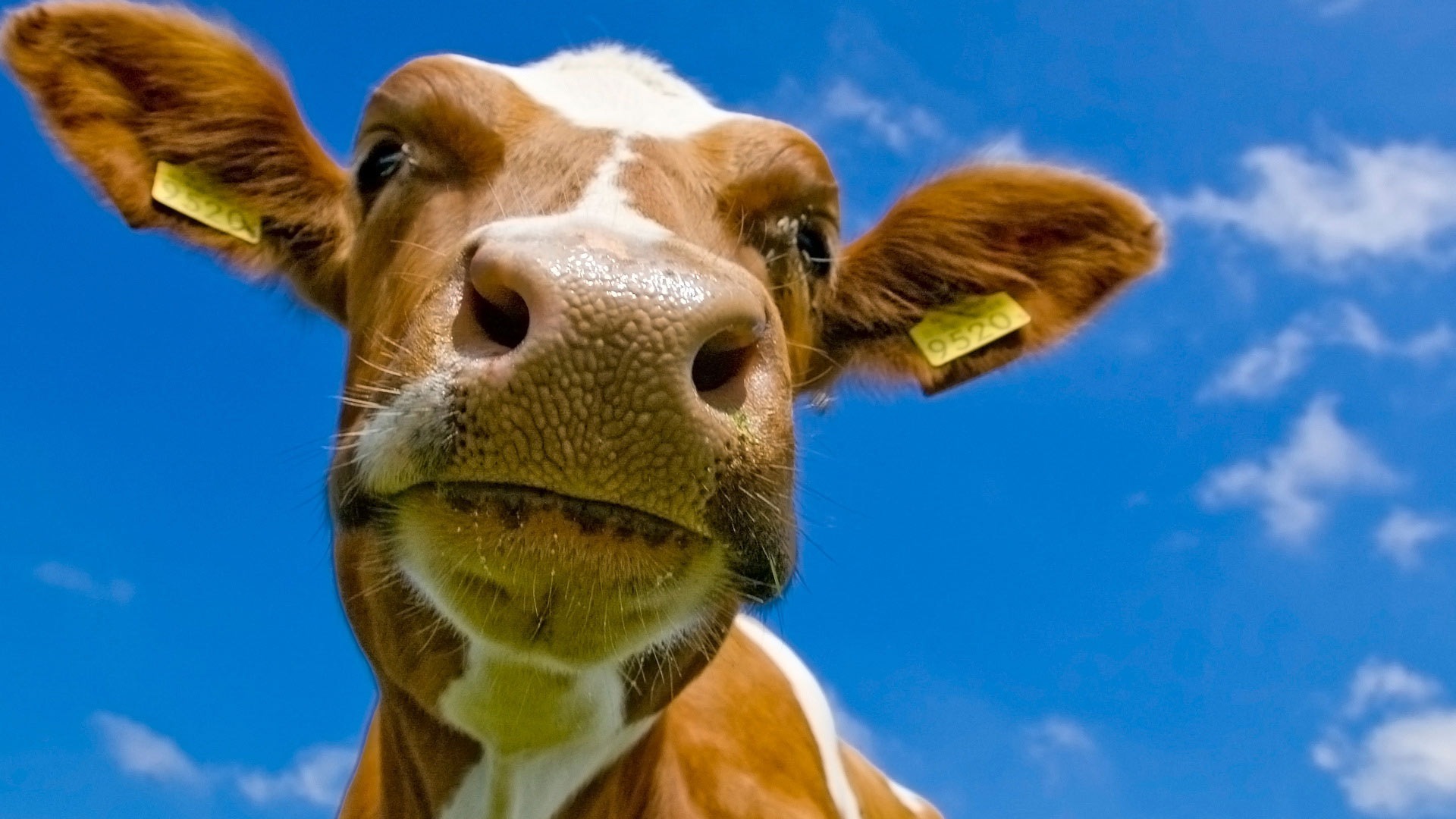 Fondo de pantalla cabeza de vaca