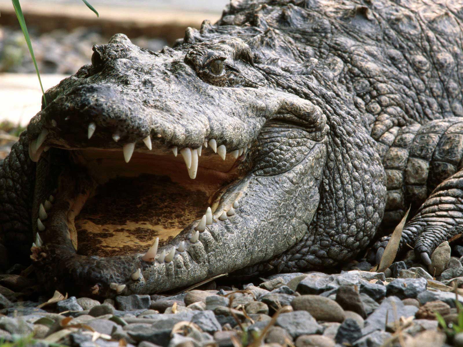 Fondo de pantalla caiman hambriento
