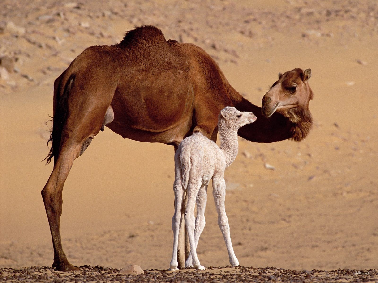 Fondo de pantalla camellos