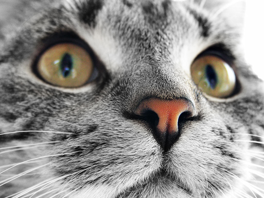 Fondo de pantalla cara de gato